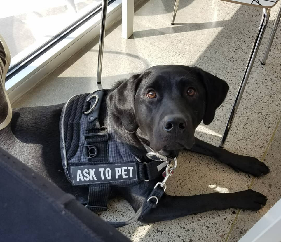 Oregon Knowledge Bank Comfort K9 State of Oregon